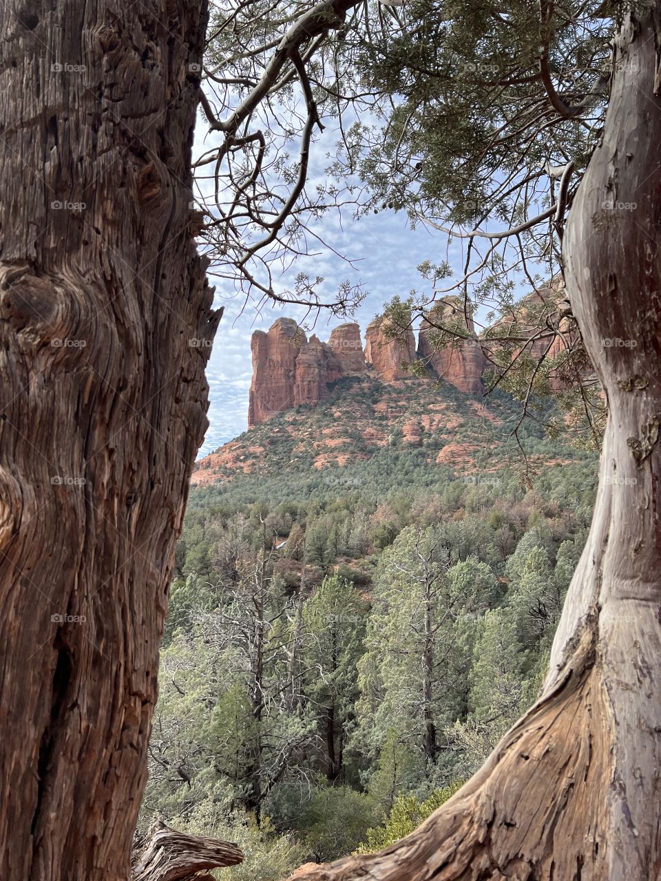 Red Rocks visible through the window of a tree trunk.