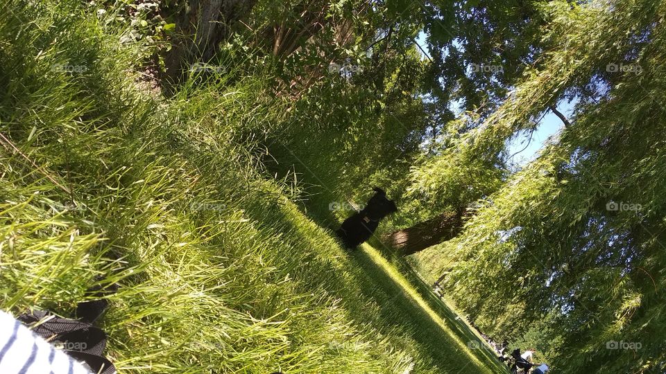 Waiting dog hidden in the nature