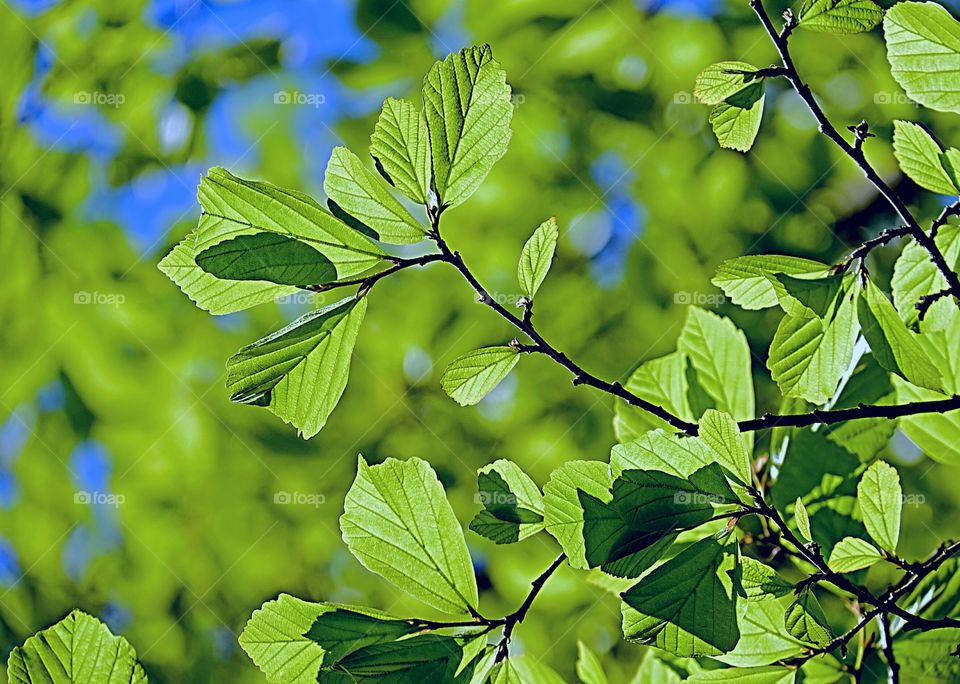 #Plants #Beauty #Botany #Nature #Sunny day