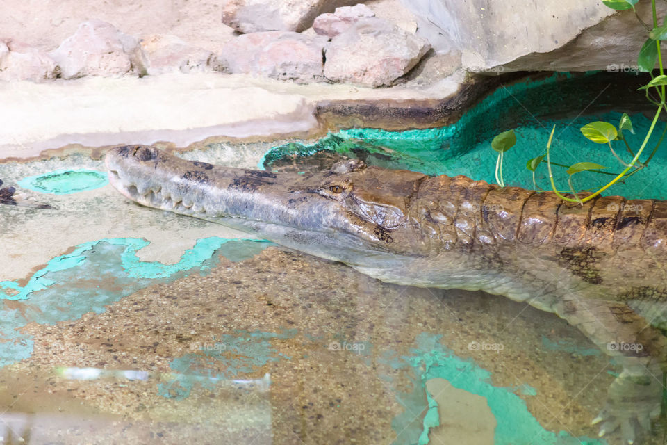 Crocodile