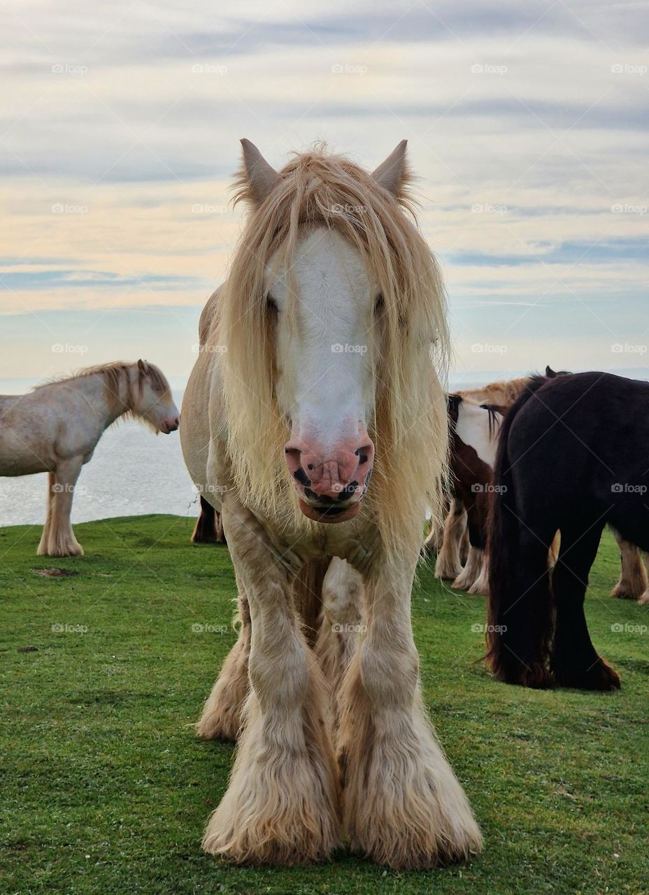A wild pony from Wales 