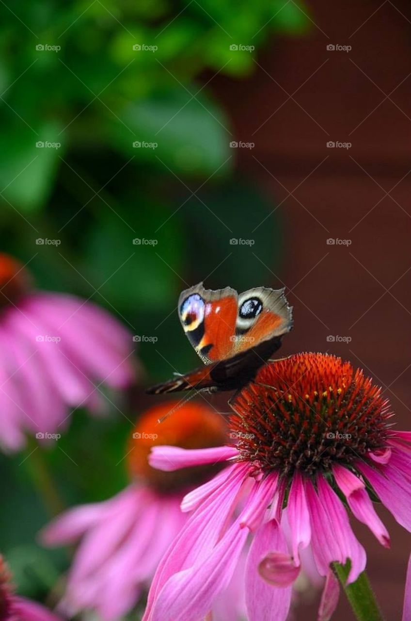 Butterfly peacock 