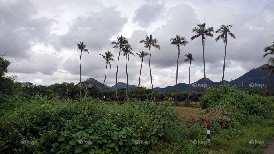 Scenic - Cloud, tree and mountain