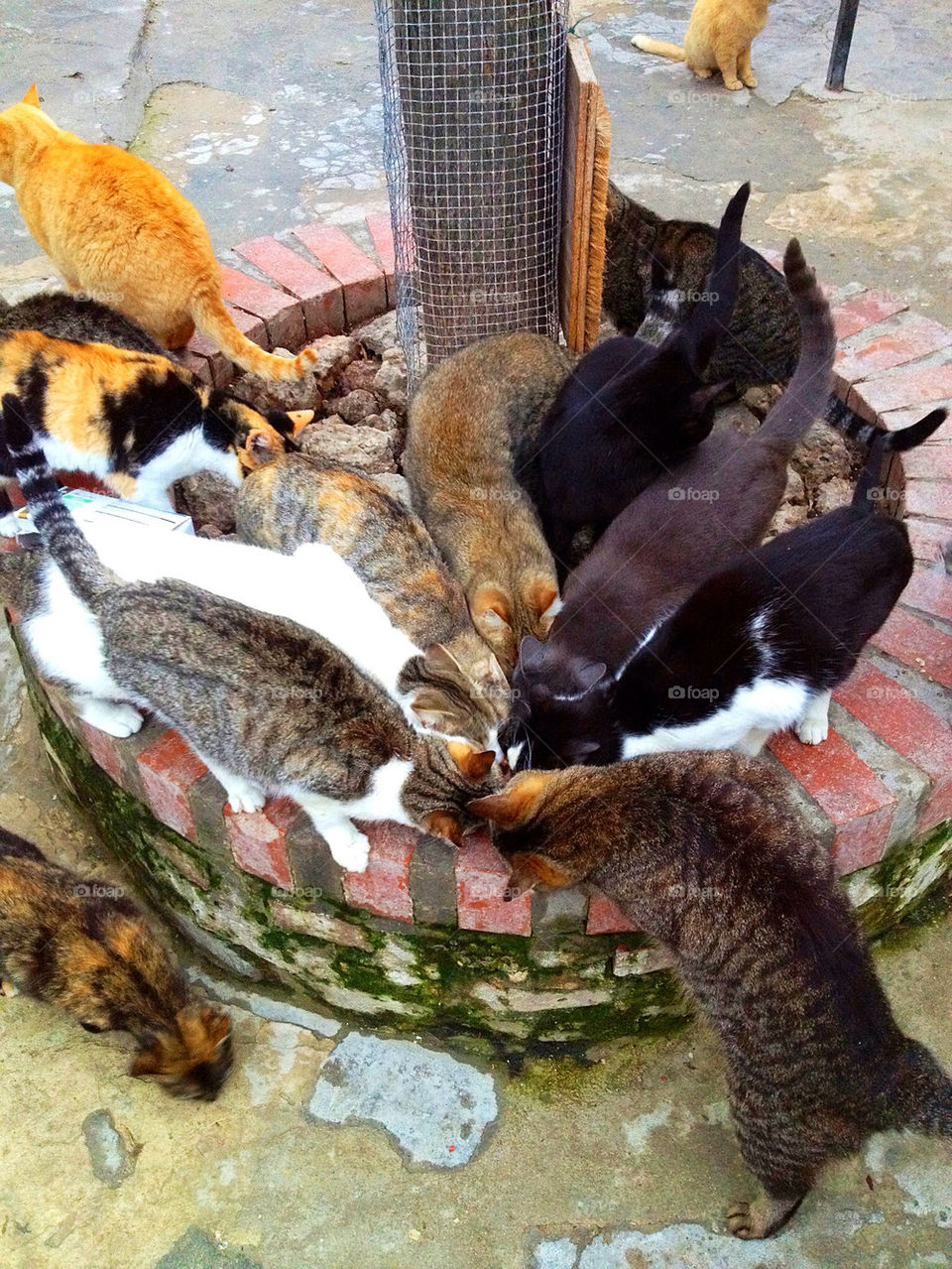 craving food cats hungry by iDavidHD