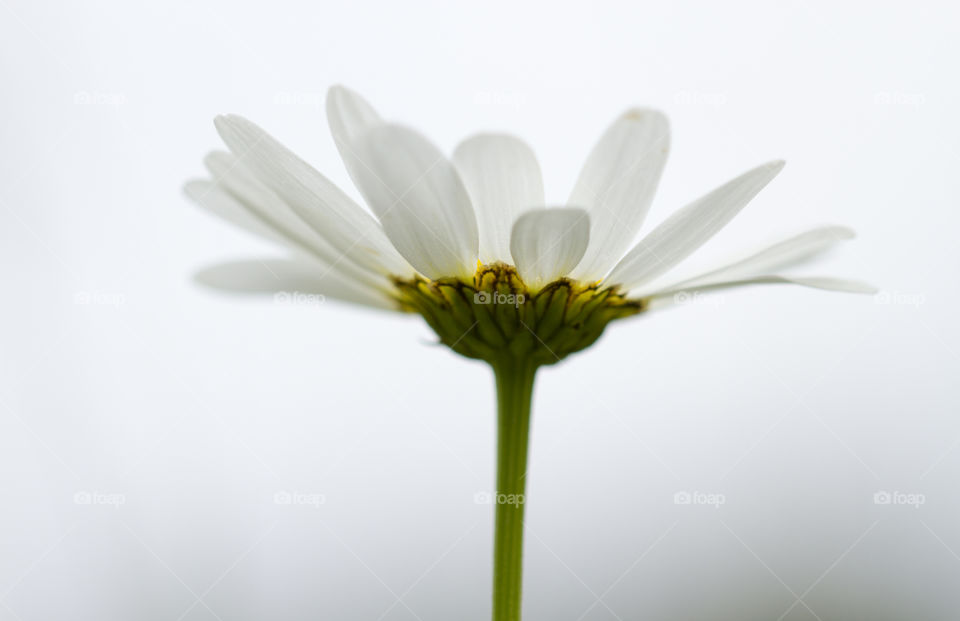 White flower