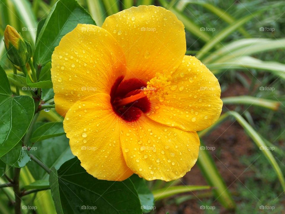 Yellow hibicus with water drops in the garden