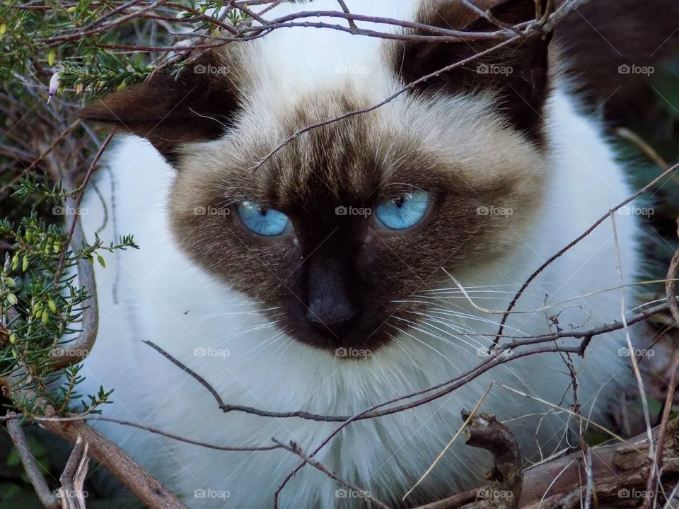 Hiding in the twigs!