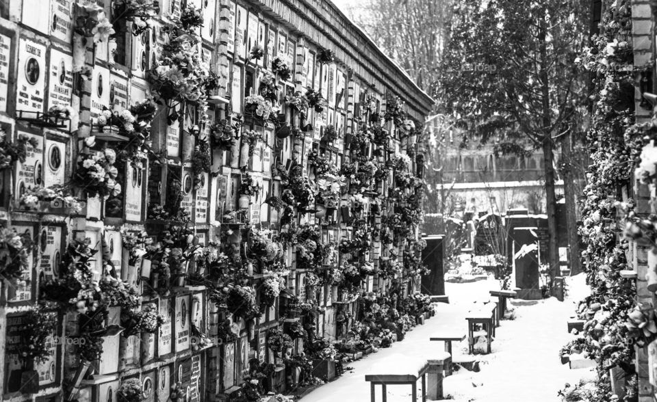Flowers at the cemetery 