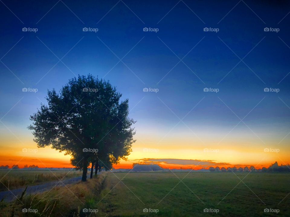 Colorful lone tree sunrise 