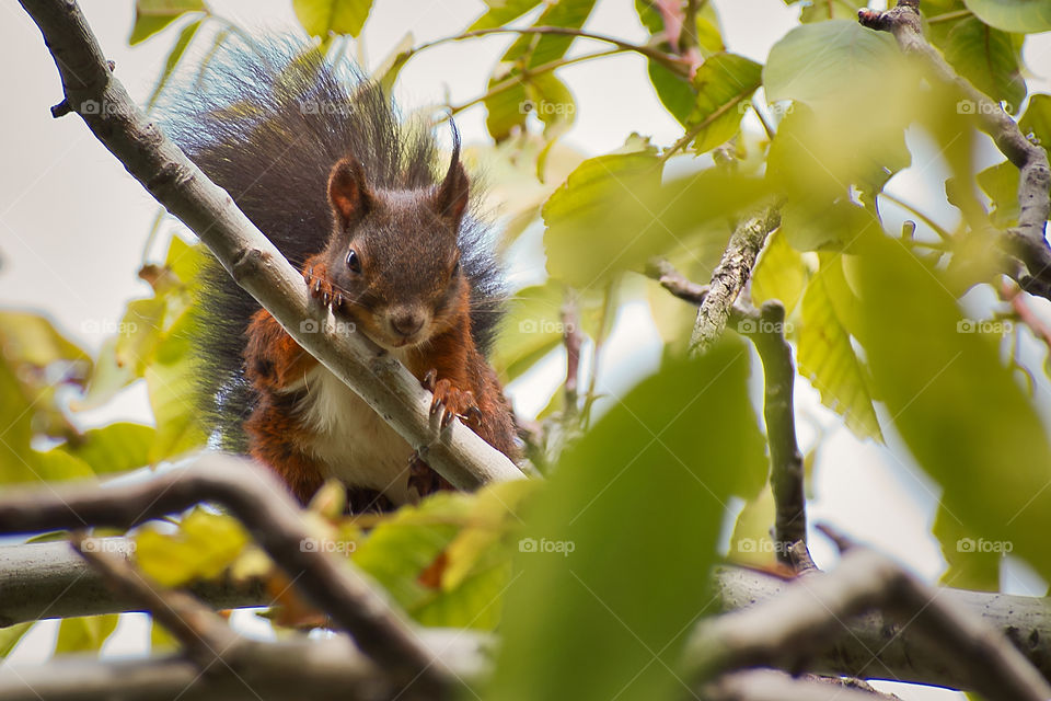 Squirrel on the tree