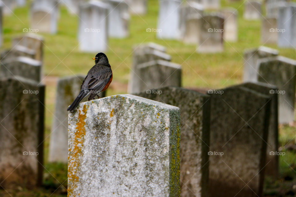 beauty in life and death