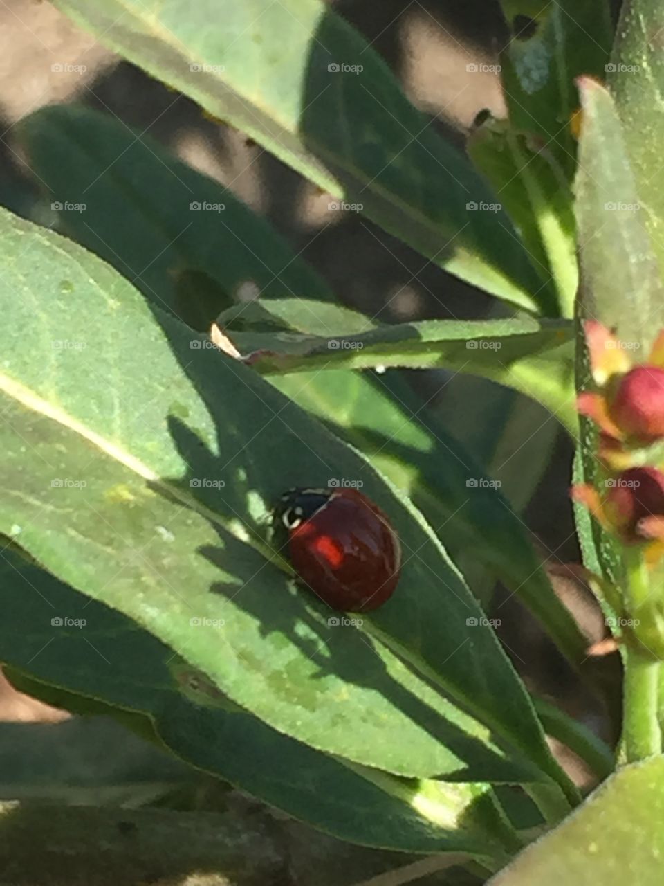 Ladybug on a leaf 