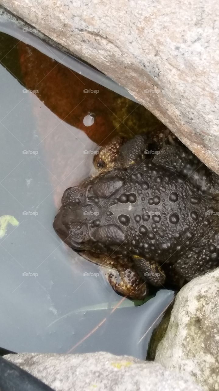 Spring Toad