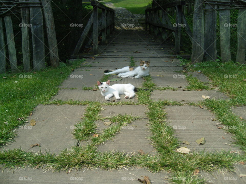 Cats rest on a road