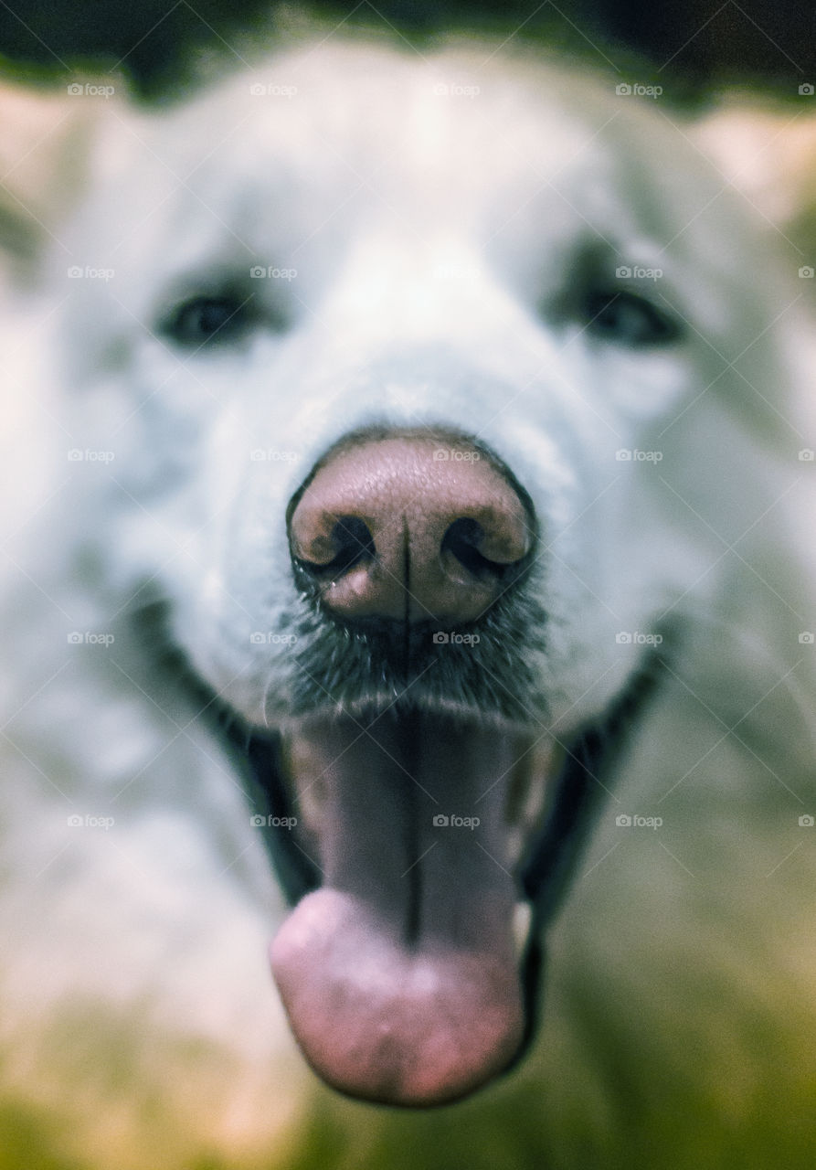 Close-up of husky with mouth open