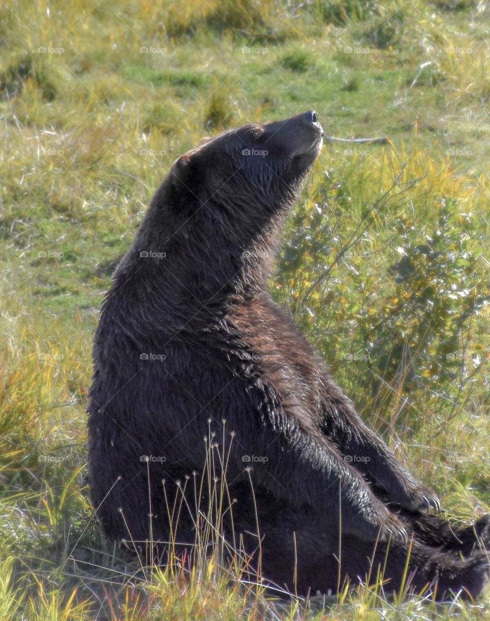 Wildlife in Alaska