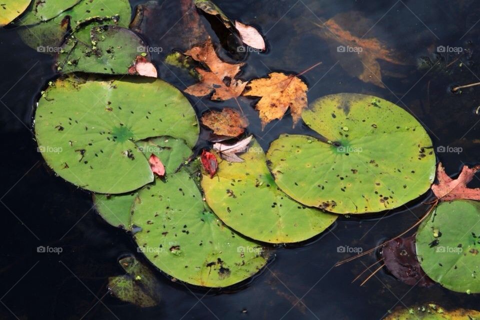 Lily pads, and floating leaves