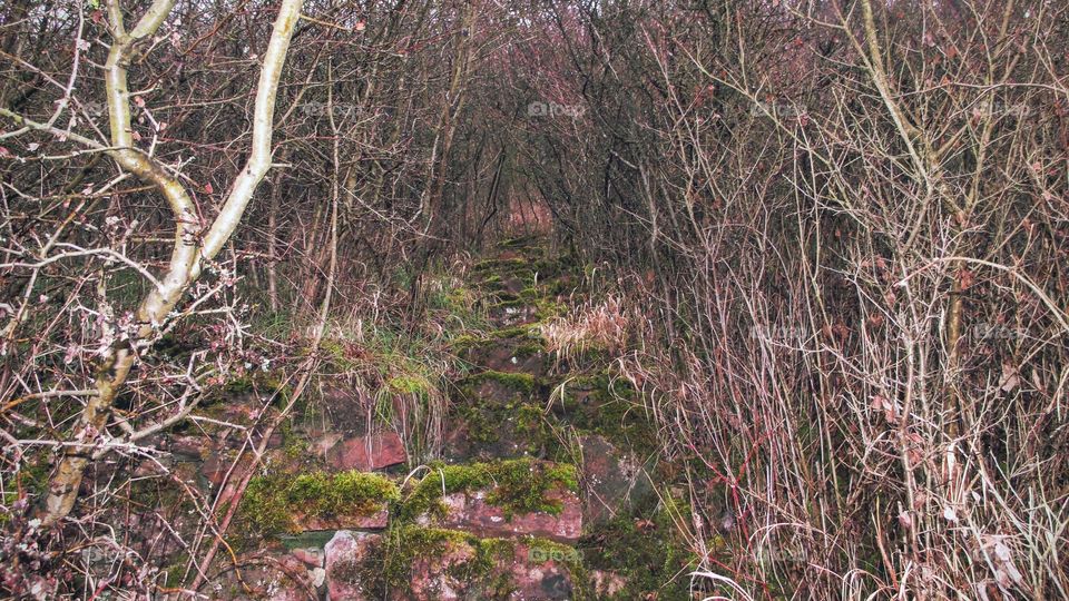 German Woods Path