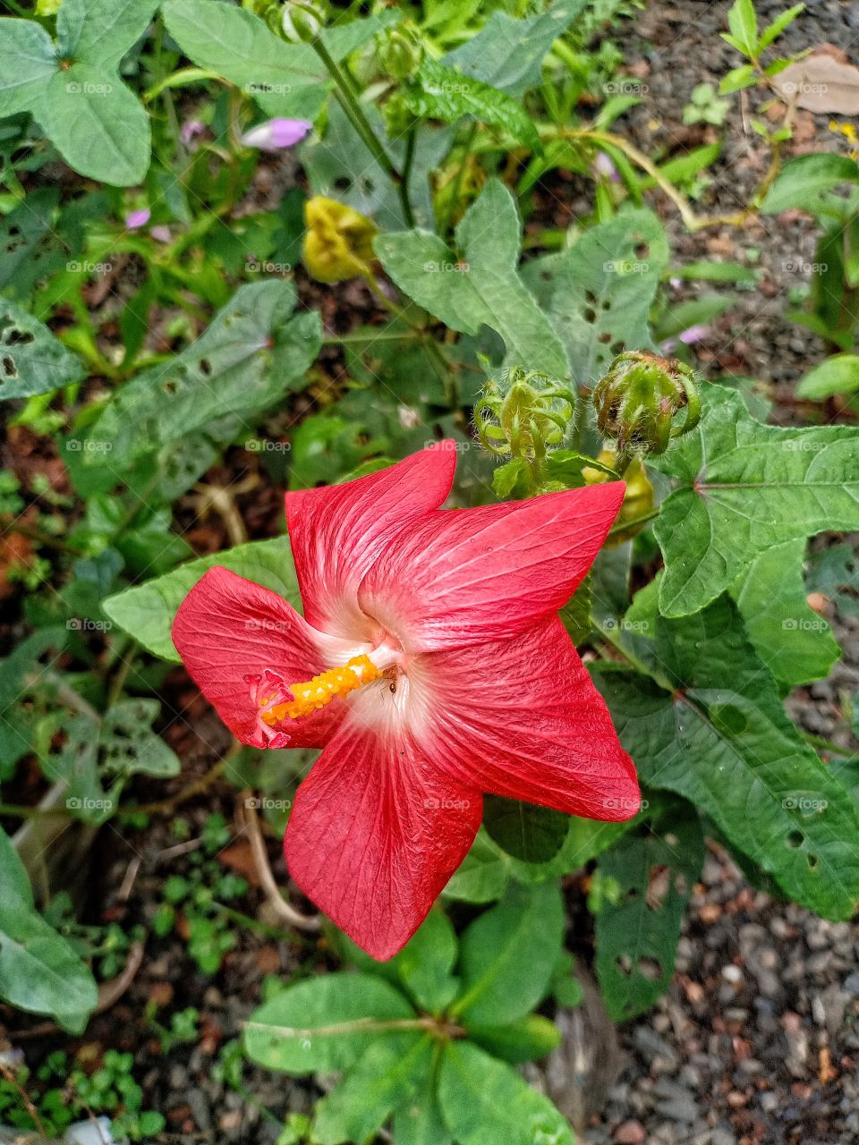 kerala indian red and pink flower