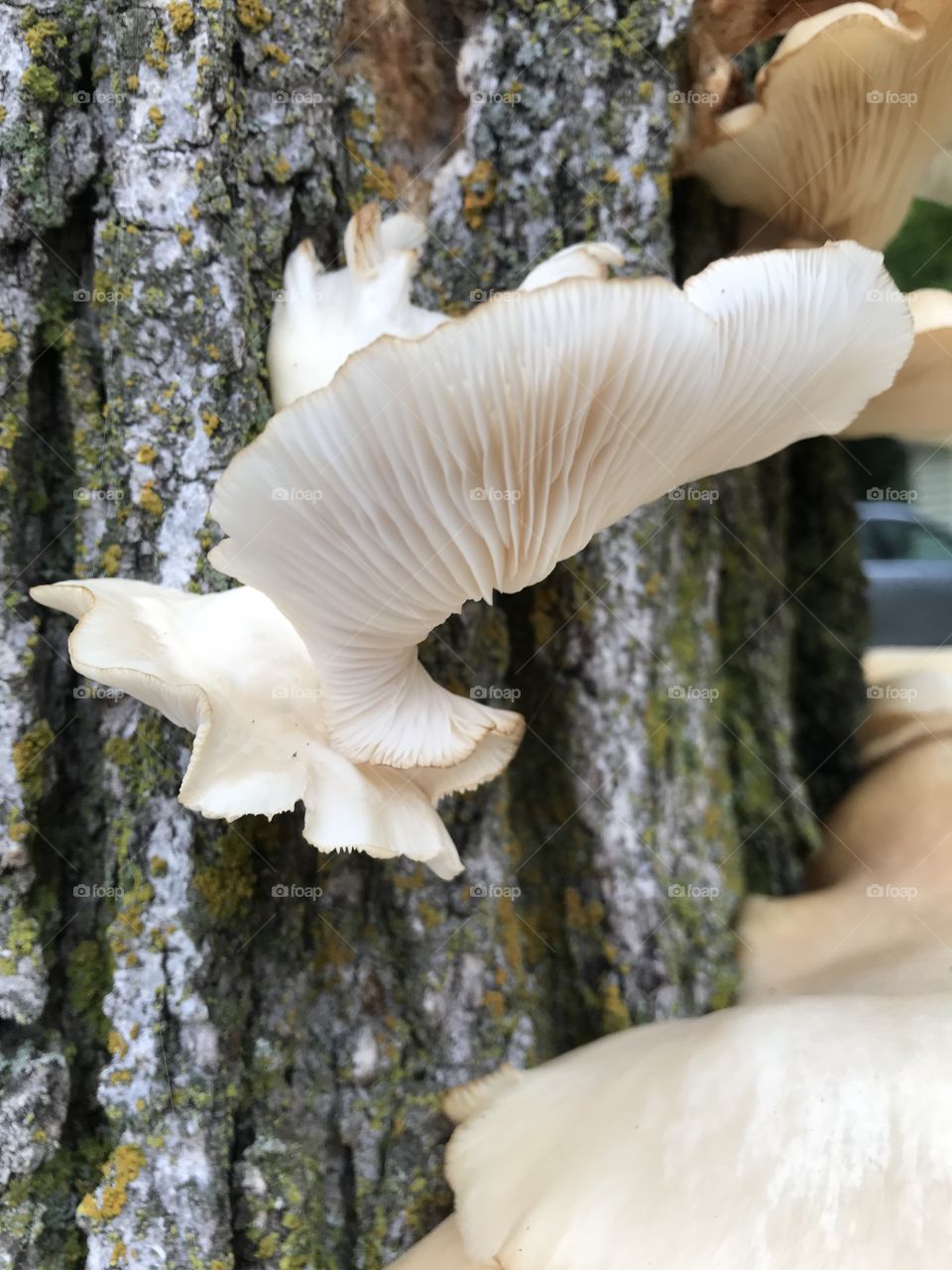 Tree fungi 