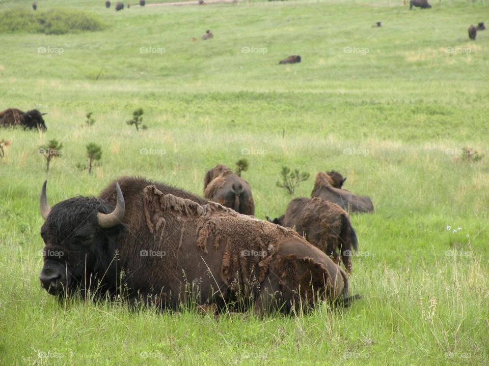 Buffalo 