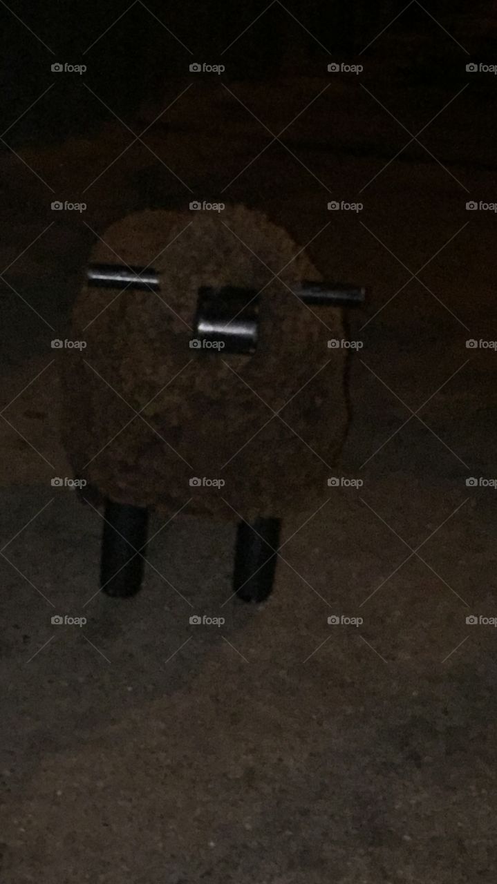 A sheep in the street !