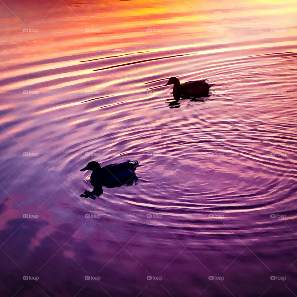 Two ducks silhouetted against the sunset rippled water