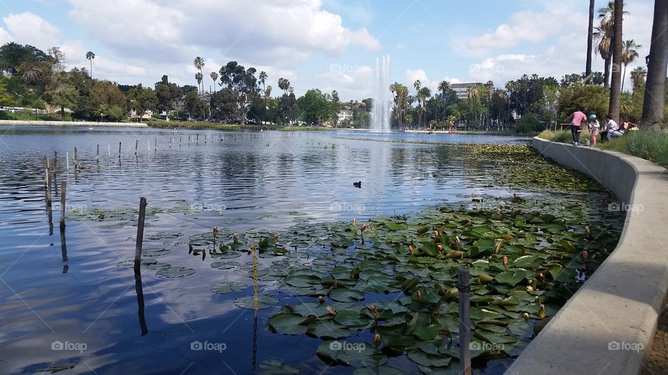 reflections of lily pads