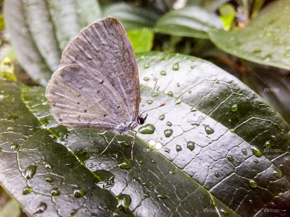 White butterfly resting on a rain-spattered leaf