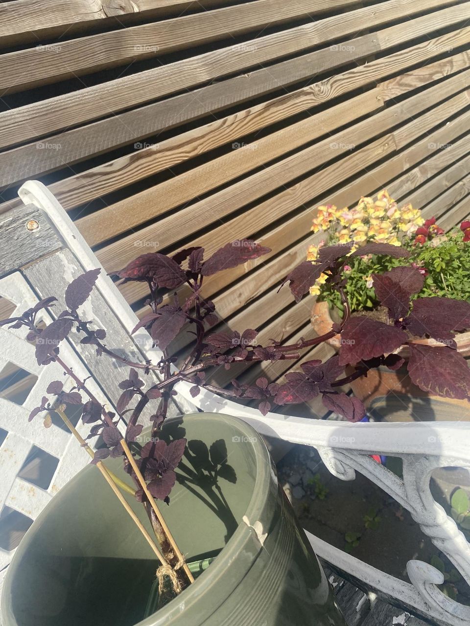 Roaring fire tree 👏🏼