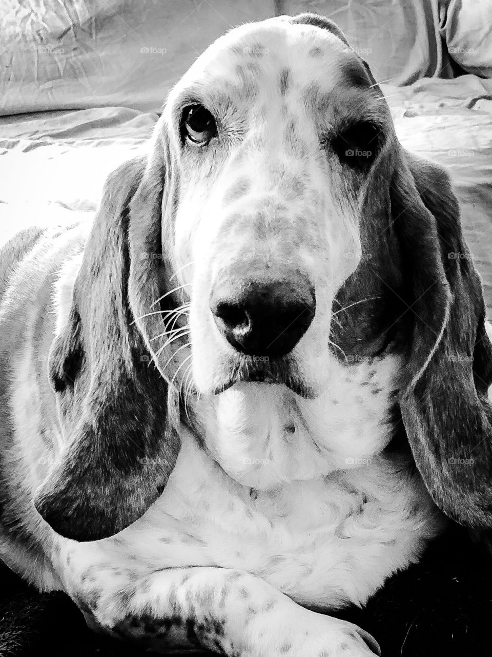A portrait of William the basset hound
