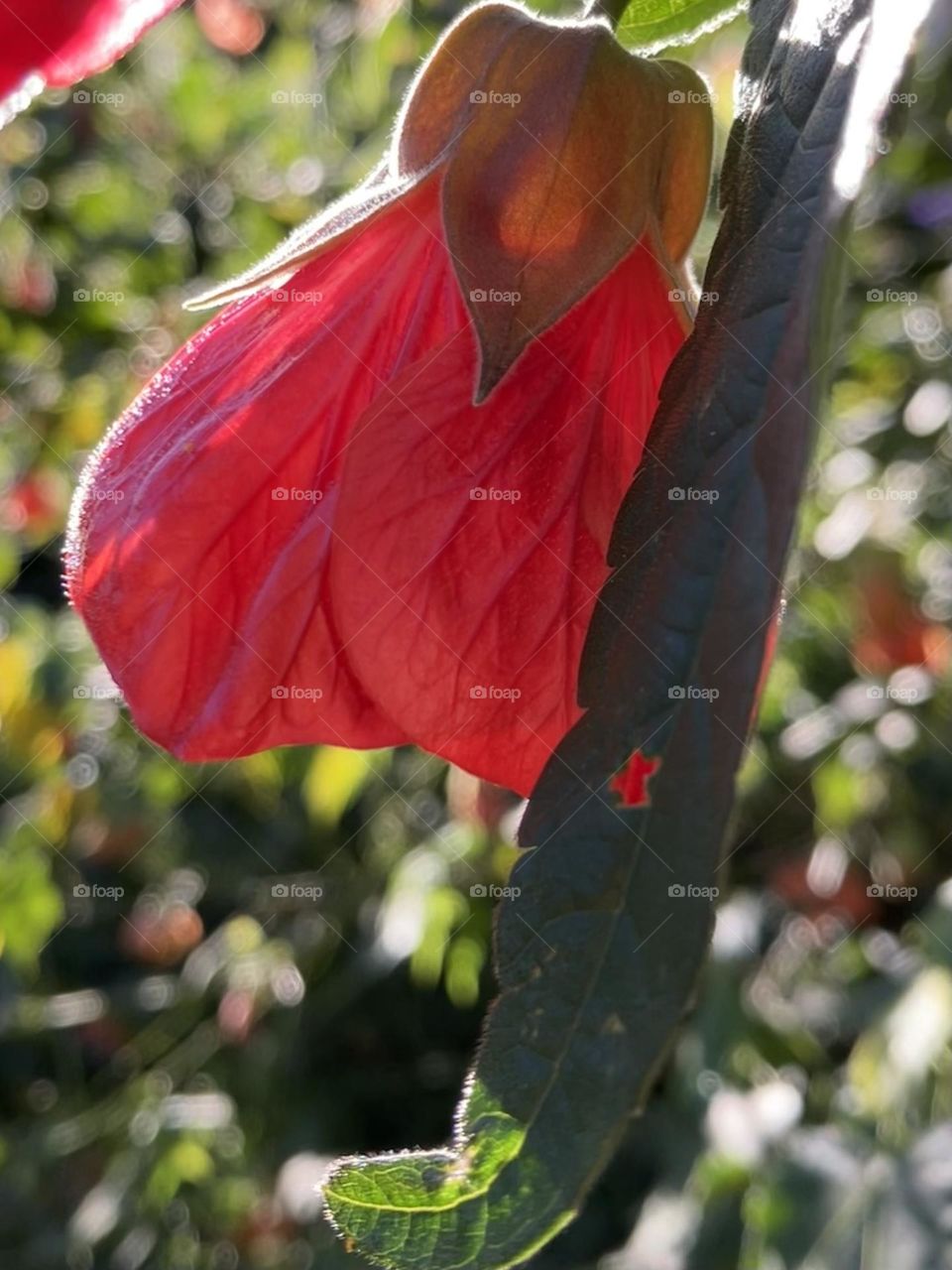 Light on Abutilon
