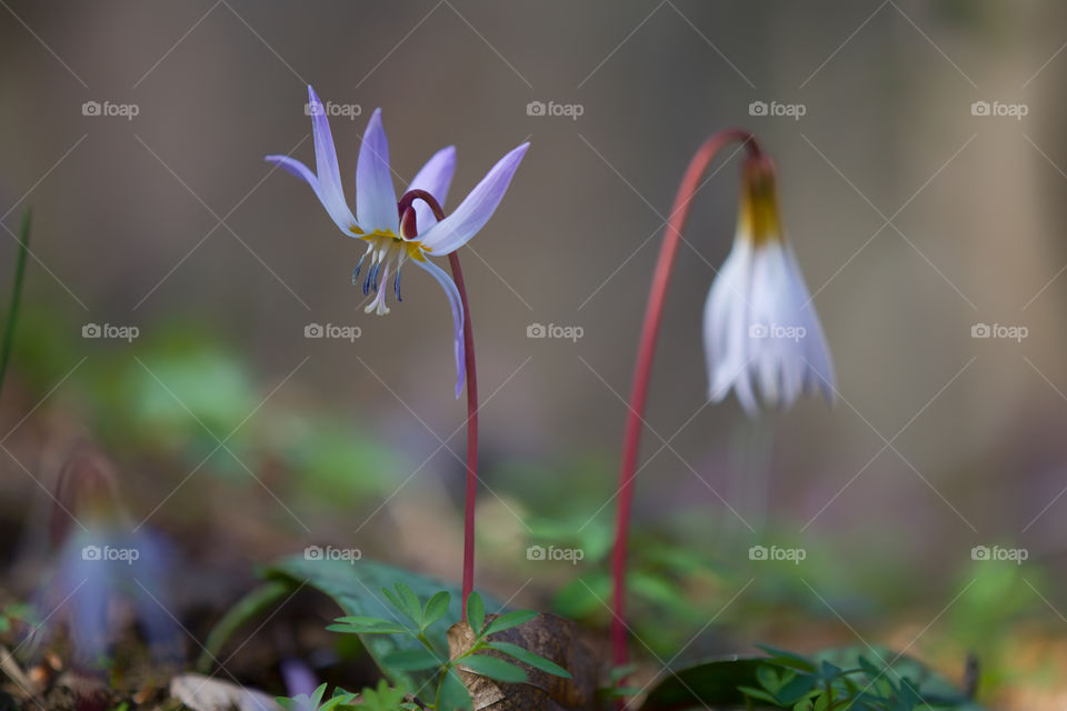 Close-up of purple flower in spring