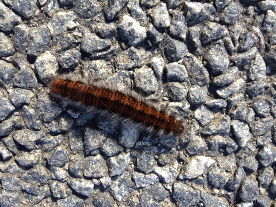 ground nature stones insect by liselott