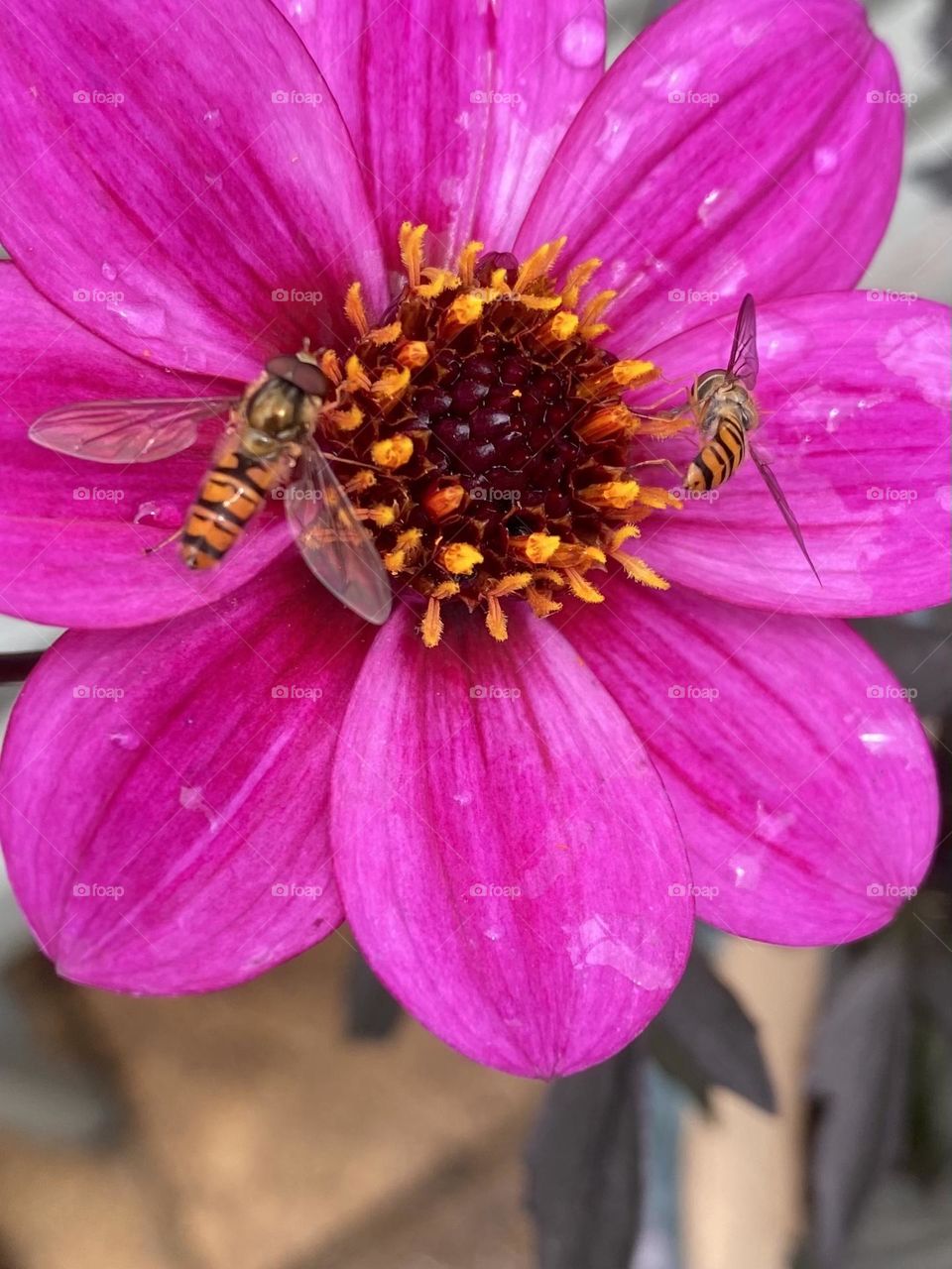 Close up of a bright pink flower with hover flies 