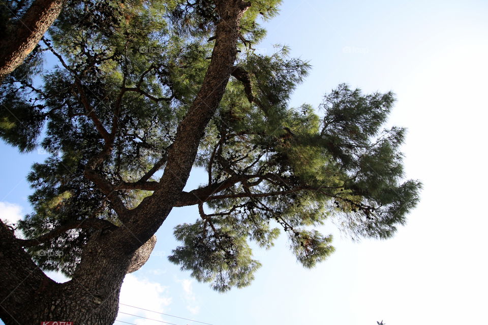 tree and sky