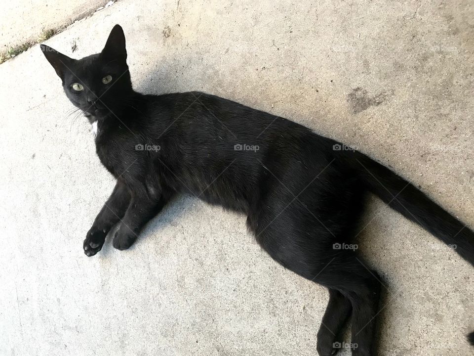 Resting Black Cat