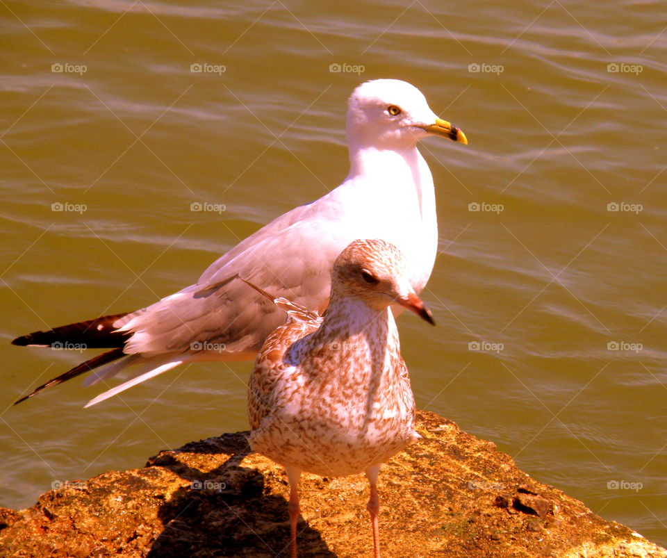 Sitting Gulls
