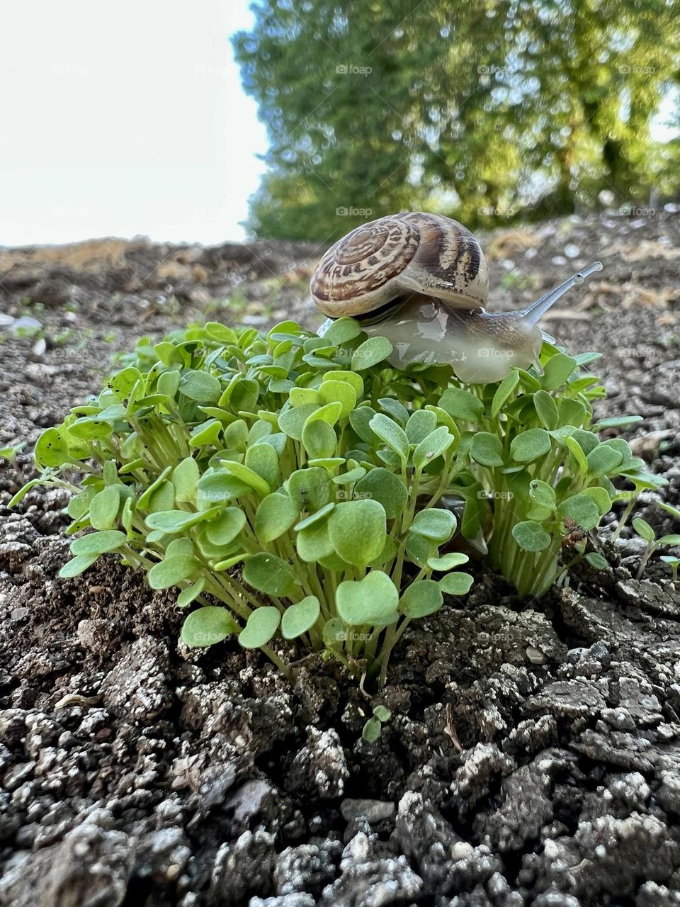 Plants and snail seen from the ground up