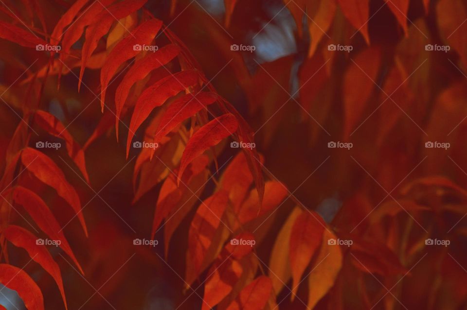 Nature's Beauty and fall colored leaves