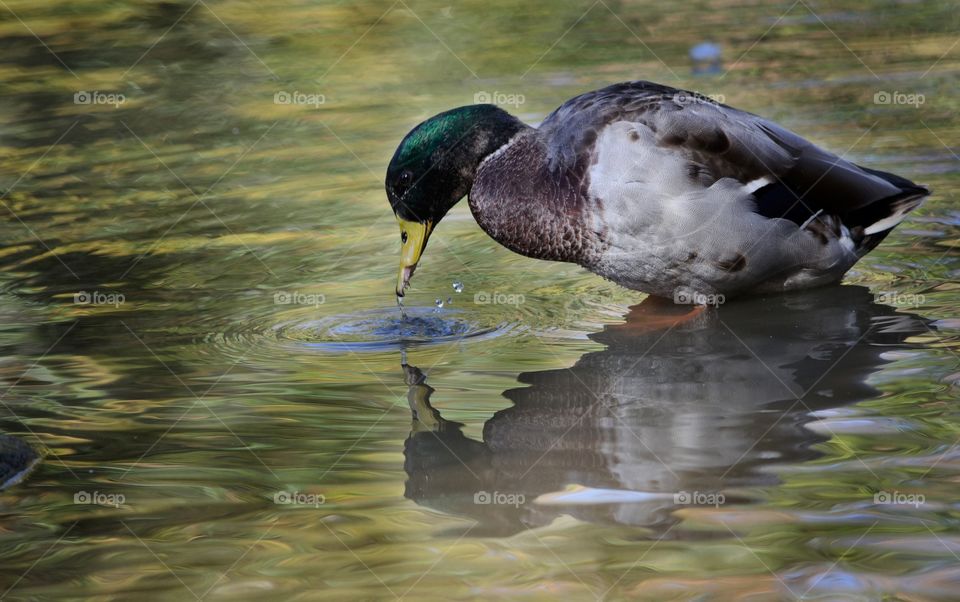 Close-up of mallard duck