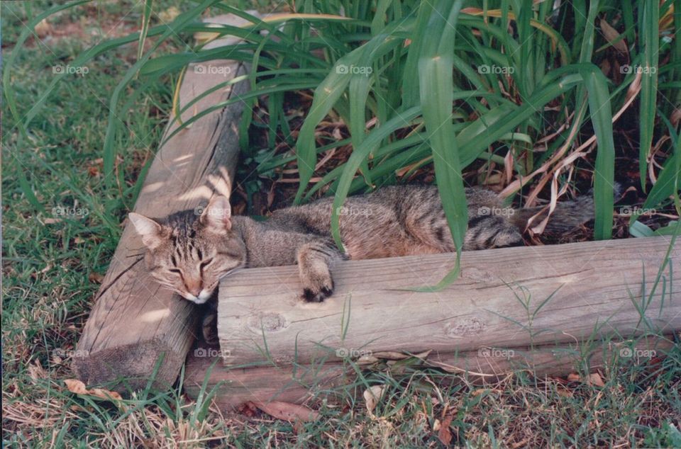 Cat in flower bed garden