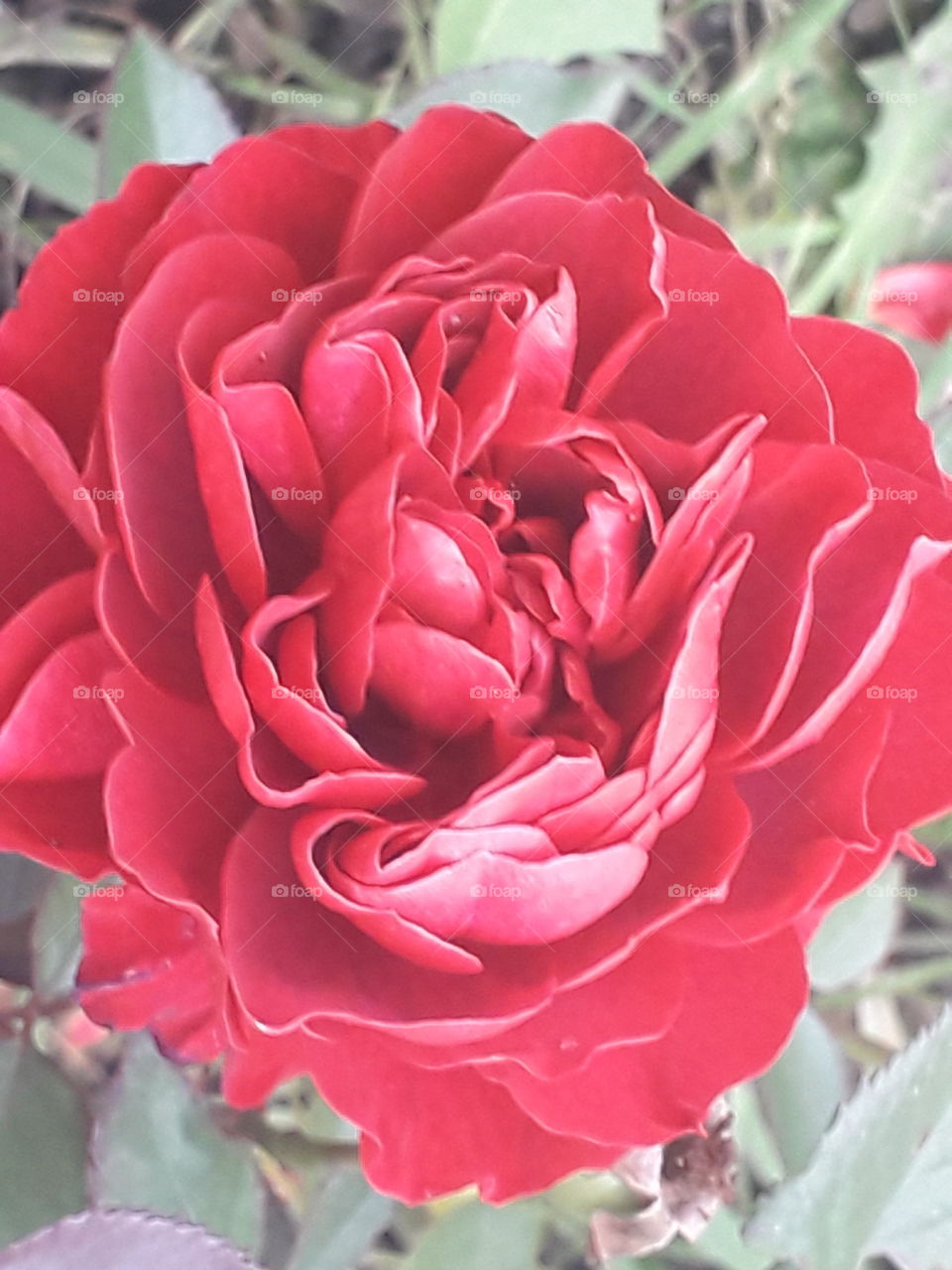 flowers in autumn - red rose in bloom in November