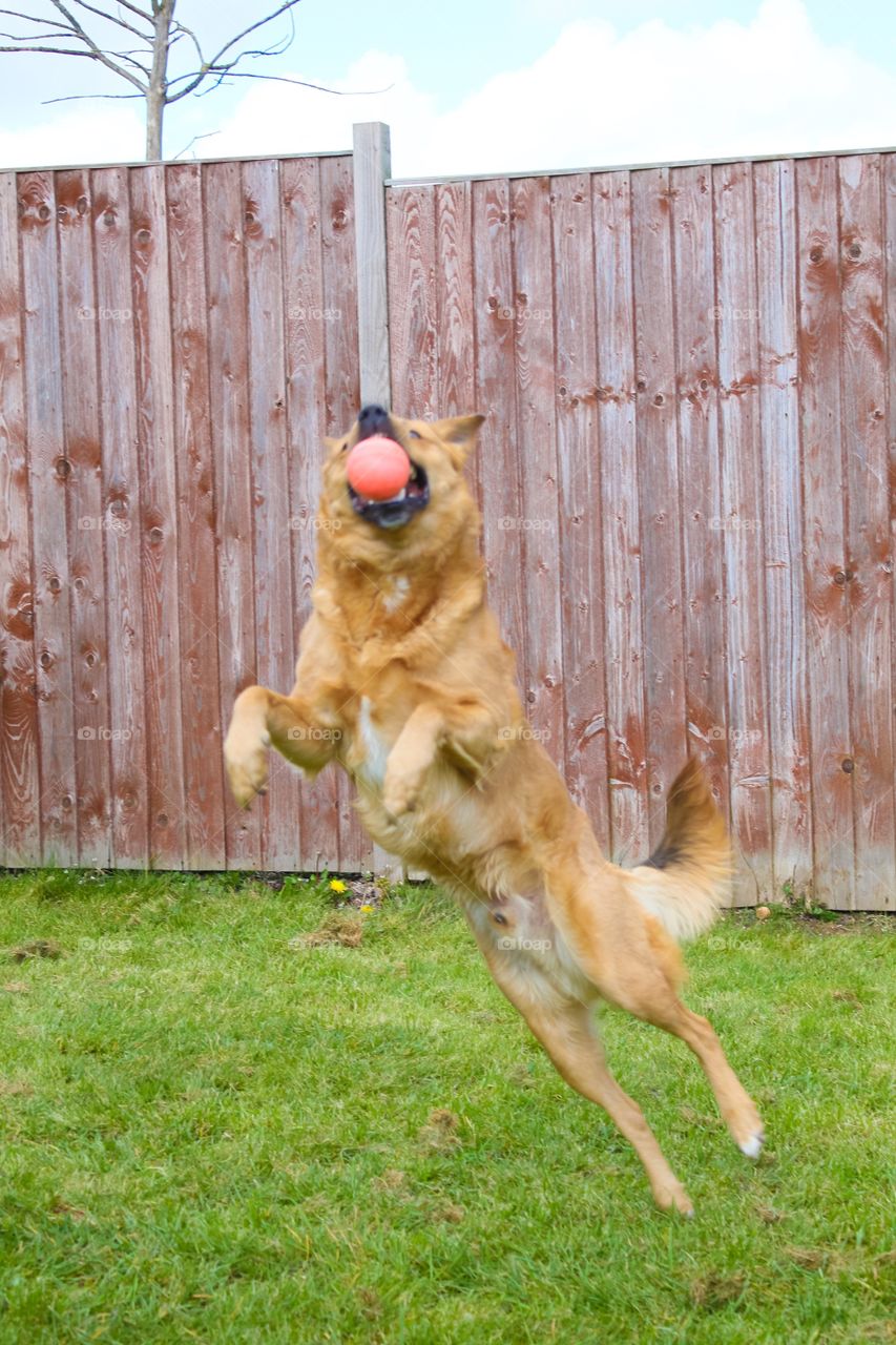 Animal, Grass, Fence, Pet, Mammal