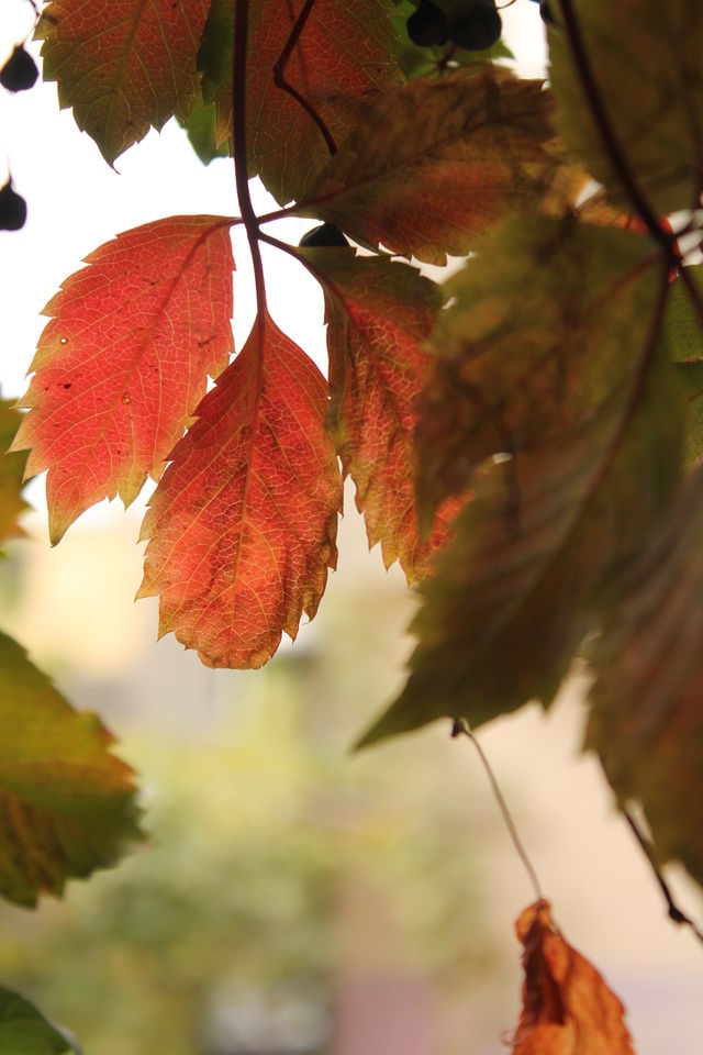 Autumn leaves