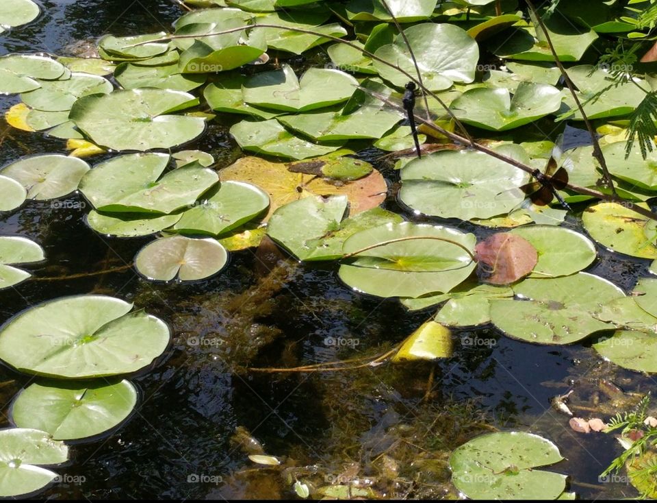 lily pads and dragonflies