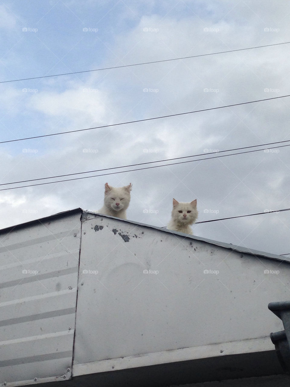 Cats in the roof