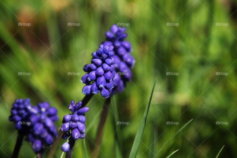 Close up of blue grape hyacinths in the grass 