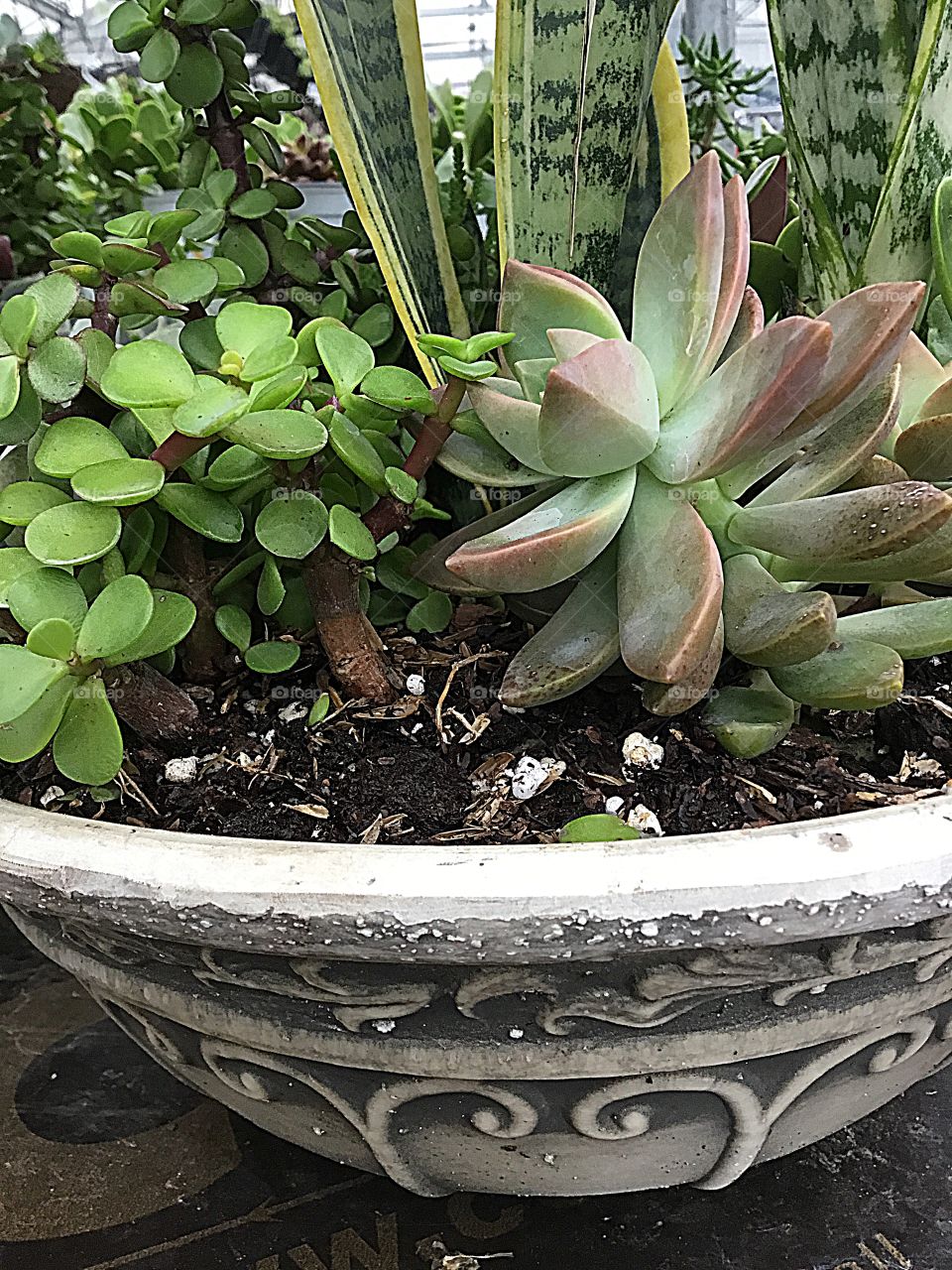 Plant life may be as short as a few weeks or months, but they go through distinct changes as they grow just as people do