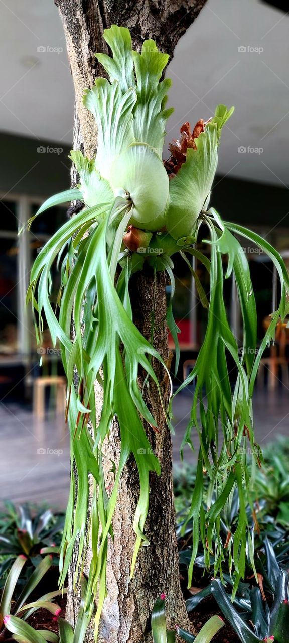 Platycerium coronarium is an epiphytic species of staghorn fern in the genus Platycerium. It is found in maritime Southeast Asia and Indochina. and throughout the East Indies